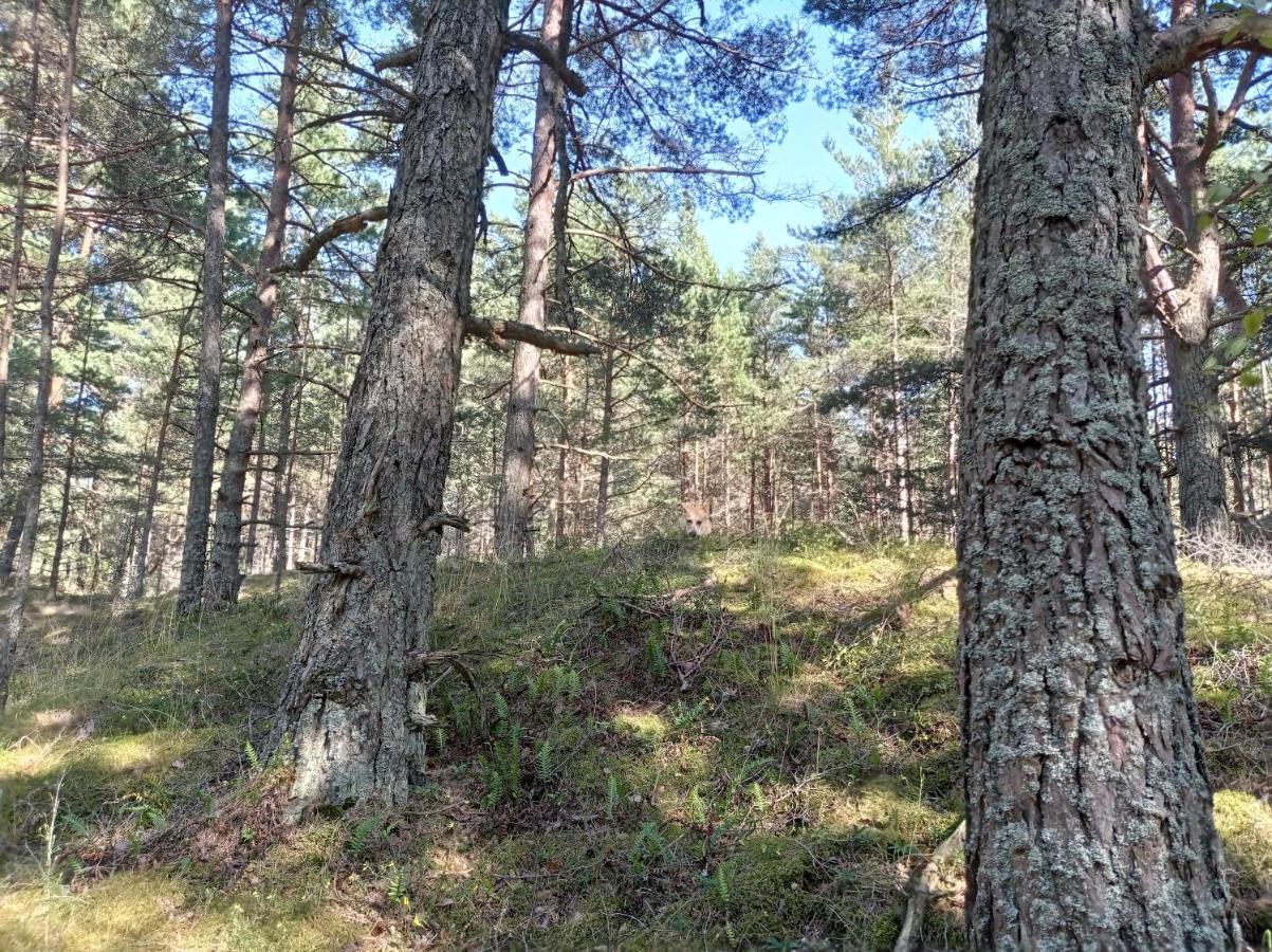 House, Garden & Sauna. Free Parking. Train Stop-200 M. Sea-1 Km. Jūrkalne Exteriör bild